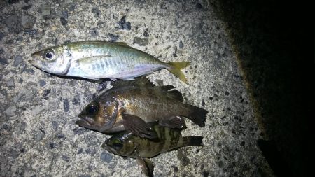 回遊待ちのしんどい釣り